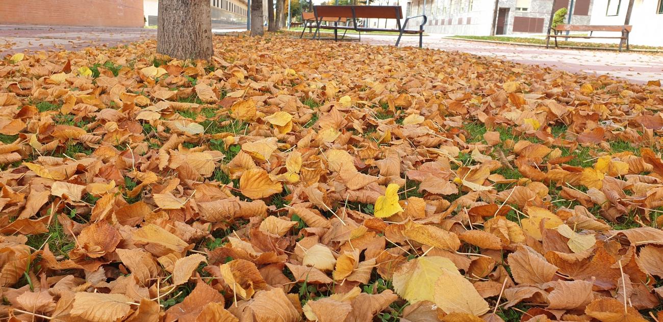 La segunda vida de las hojas secas | Savia Salamanca