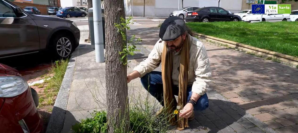 Esta PLANTA Es Una JOYA NATURAL!, INCREÍBLES Usos Curativos