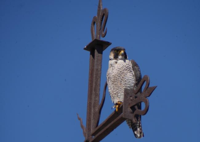 Halcones en Salamanca